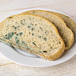 опасный хлеб и плесень