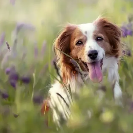 Обработка питомцев от клещей в марте