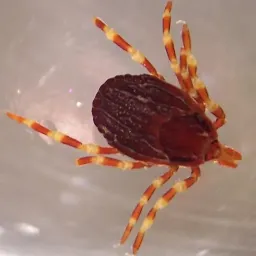 Клещи-мутанты и конго-крымская геморрагическая лихорадка