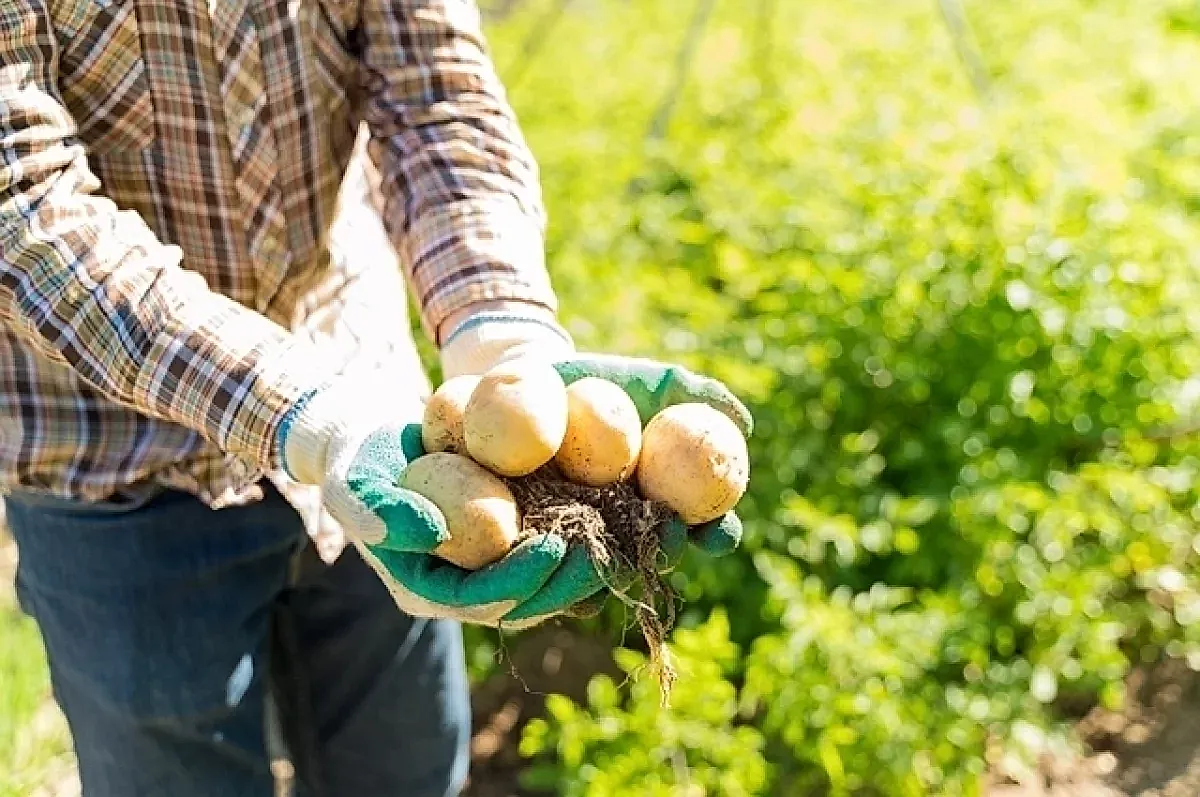 Польза и опасности кожуры картофеля