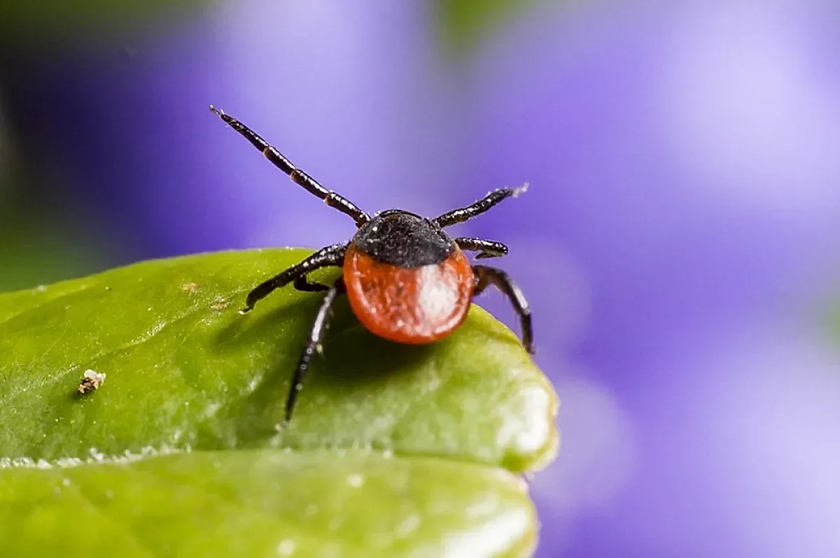 Действия при укусе клеща и профилактика