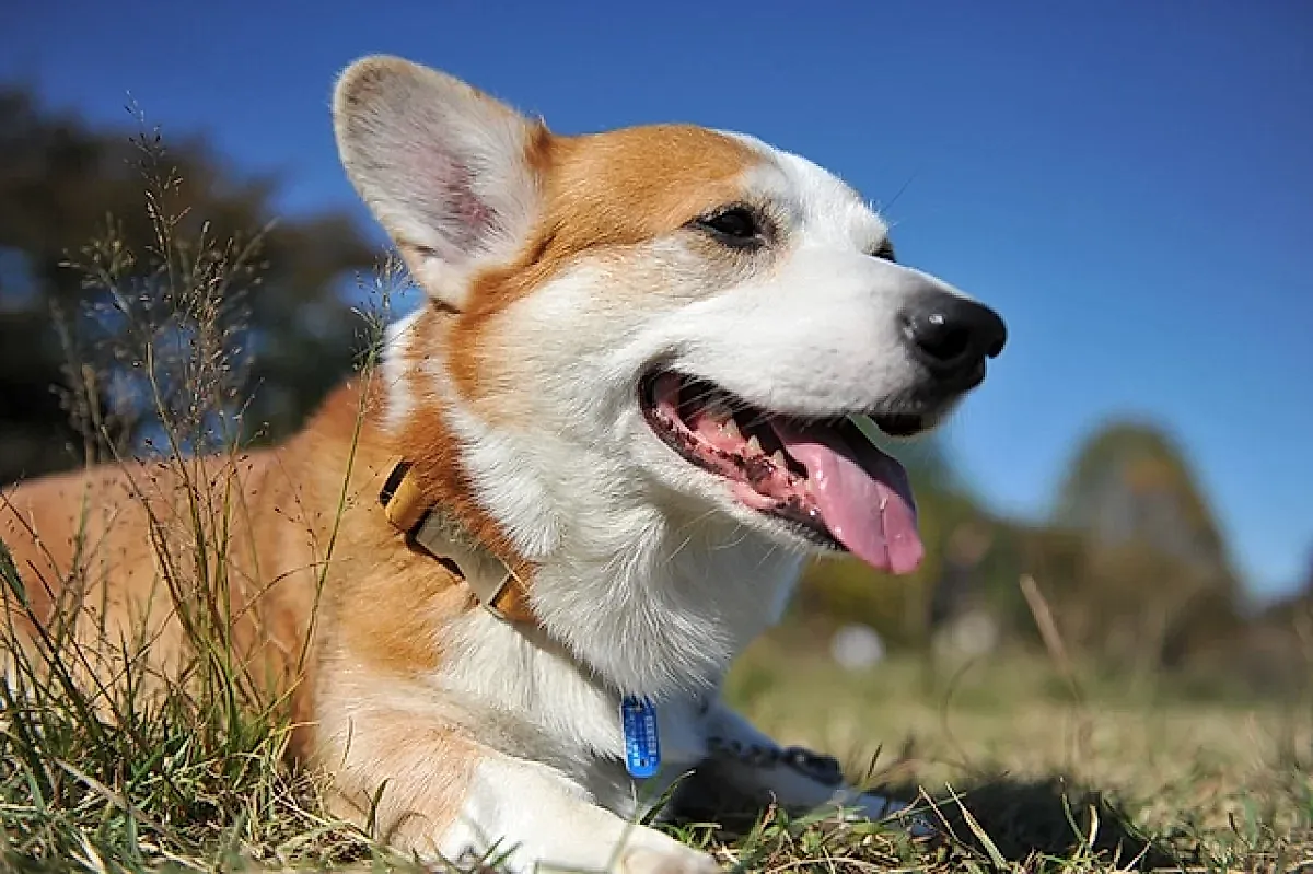 Здоровье собак и правильное питание
