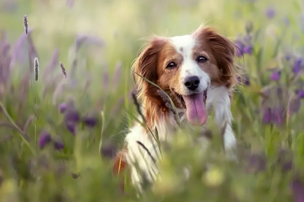 Обработка питомцев от клещей в марте