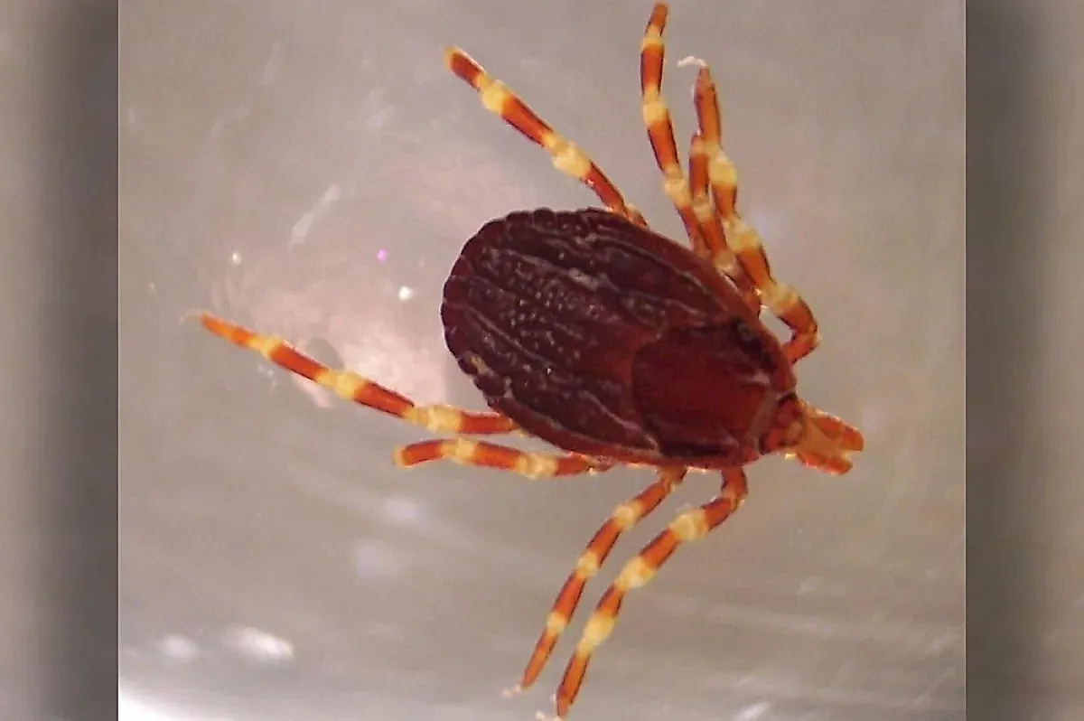 Клещи-мутанты и конго-крымская геморрагическая лихорадка