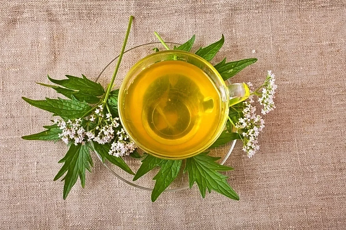 Преимущества и правильное применение лечебных трав