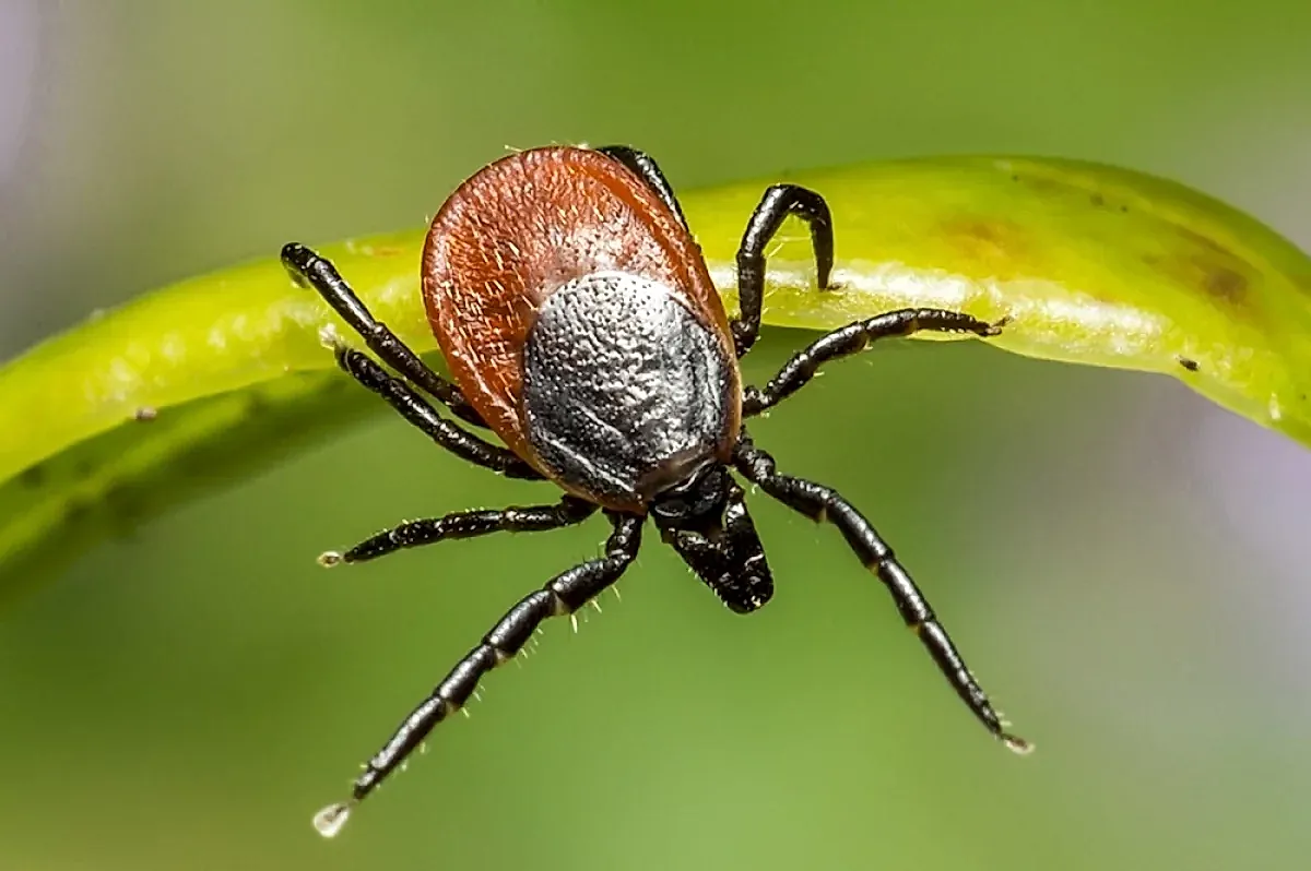 Защита от клещей: советы врача