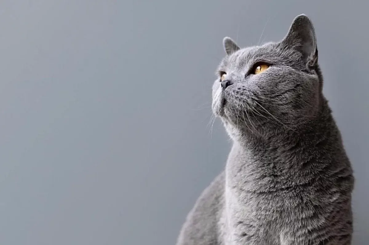 Выгуливание кошки: советы ветеринара