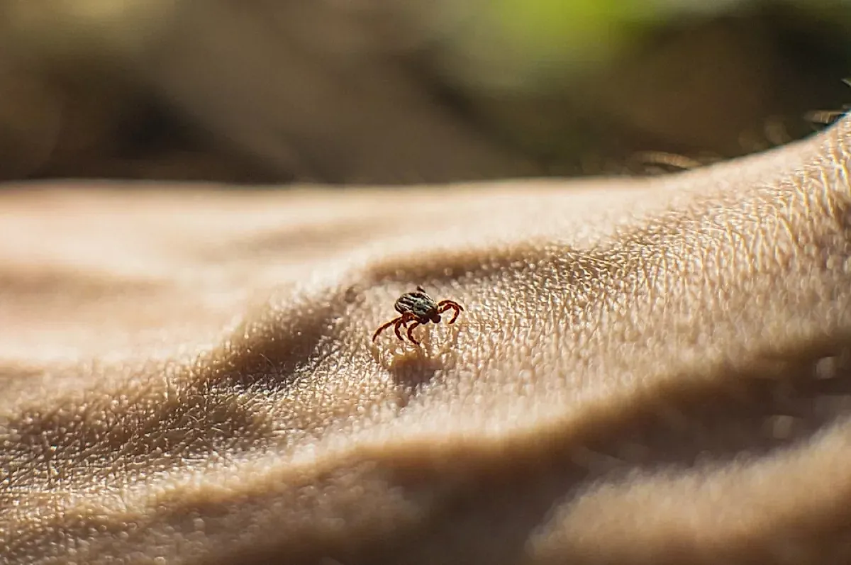 Защита от клещей и профилактика