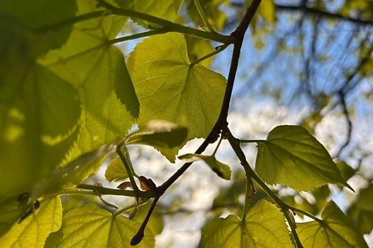 Психофизиологические изменения весной