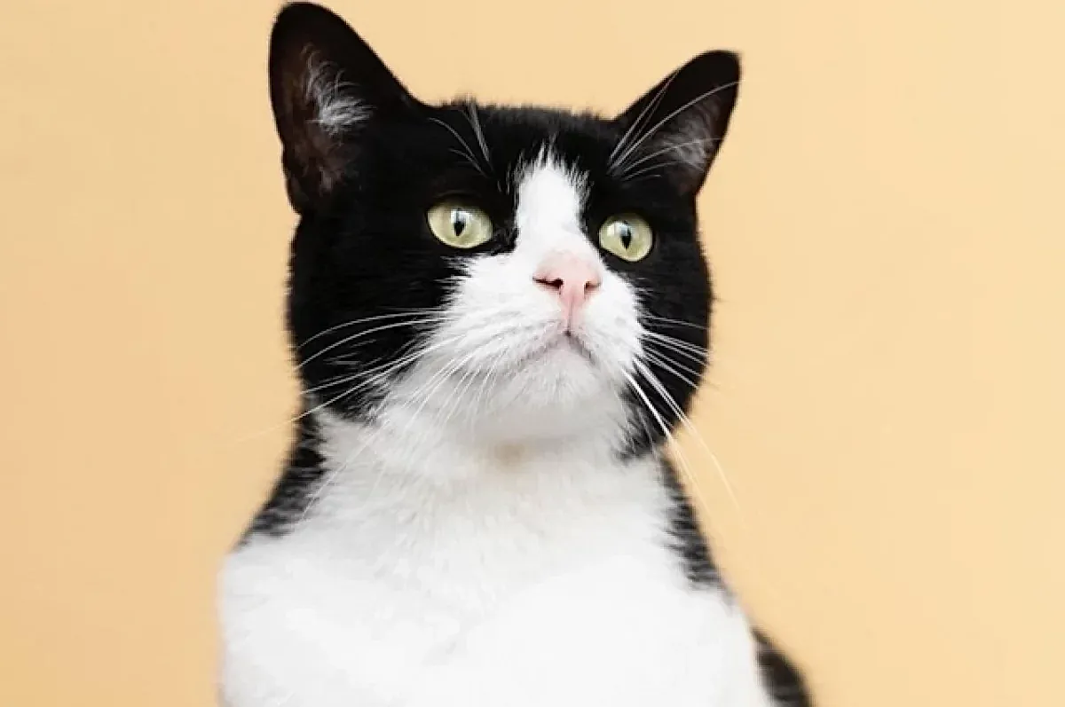 Здоровье кошек и профилактика инфекций