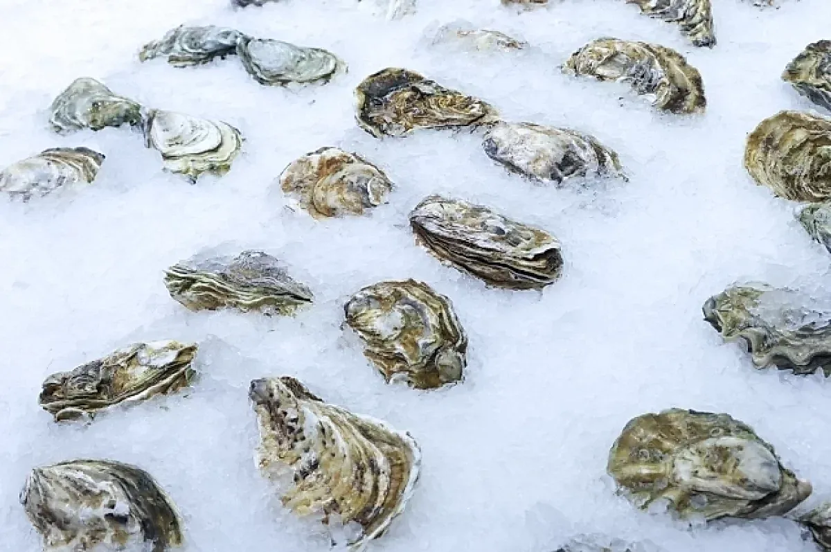 Польза устриц для здоровья и мозга