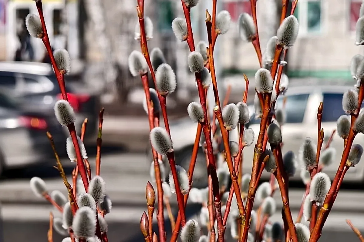 Вербное воскресенье 2026: традиции и запреты