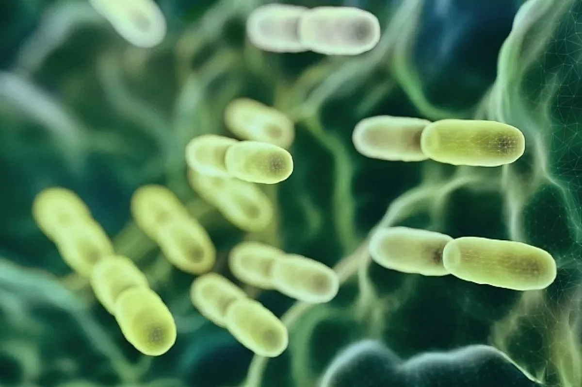 Рассеянный склероз и кишечные бактерии