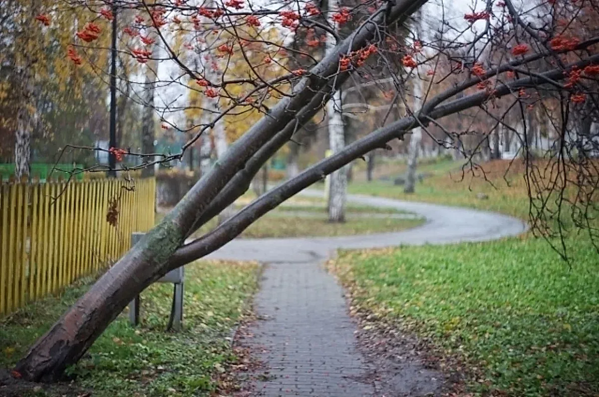 Деревья и здоровье сердца