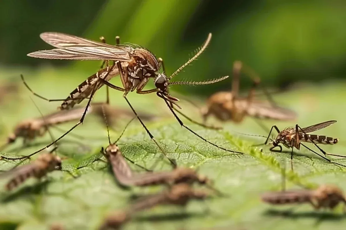 Вирус чикунгунья на юге России