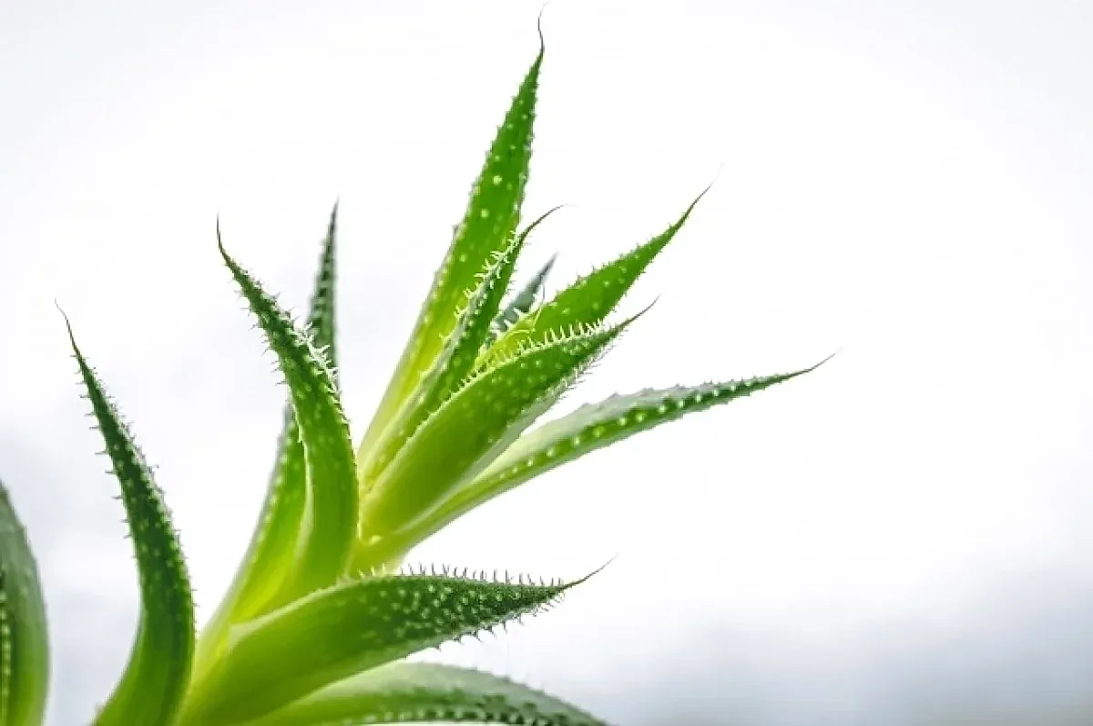 Алоэ вера и болезнь Альцгеймера