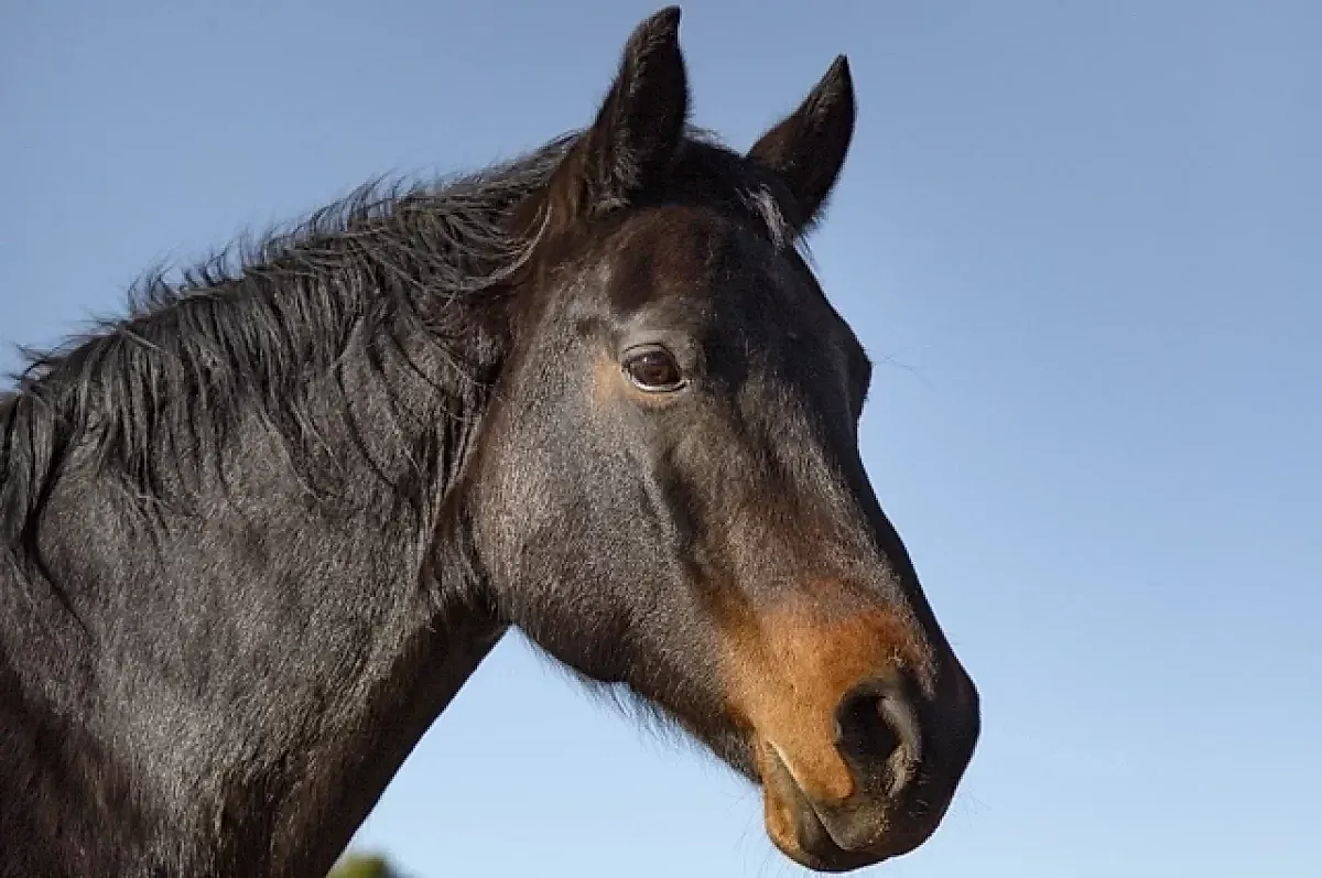 Новый вирус у лошадей в Швеции