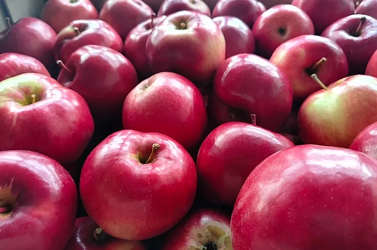 Польза и осторожность при употреблении яблок с кожурой